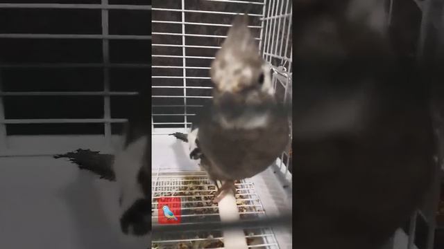 🦜Nymph runs around the cage ( Нимфа бегает по клетке) смотреть онлайн