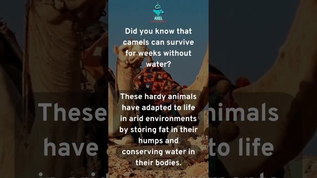 The Resilient Camels: Surviving Weeks Without Water in Arid Environments смотреть онлайн