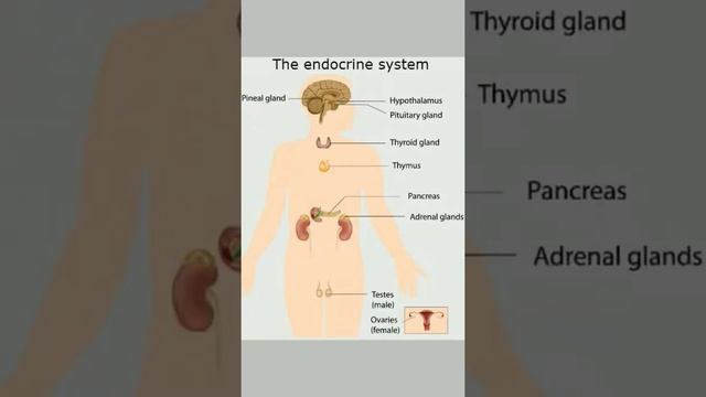 The Endocrine System preparation for NEET смотреть онлайн