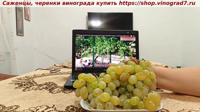 12 ноября 2024 года сняли грозди винограда Валентина- сахар и мускат очень хорошие. Пузенко Наталья смотреть онлайн