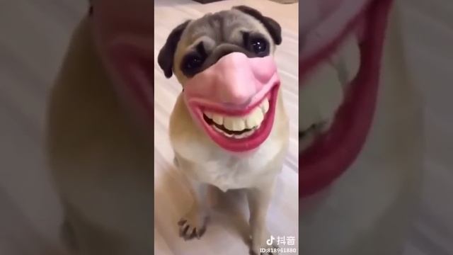 Собака-улыбака. смотреть онлайн