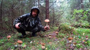 ГРИБЫ, КАК С КАРТИНКИ | ИДЕАЛЬНЫЕ БЕЛЫЕ ГРИБЫ В ДРЕМУЧЕМ ЛЕСУ| ГРИБЫ 2021