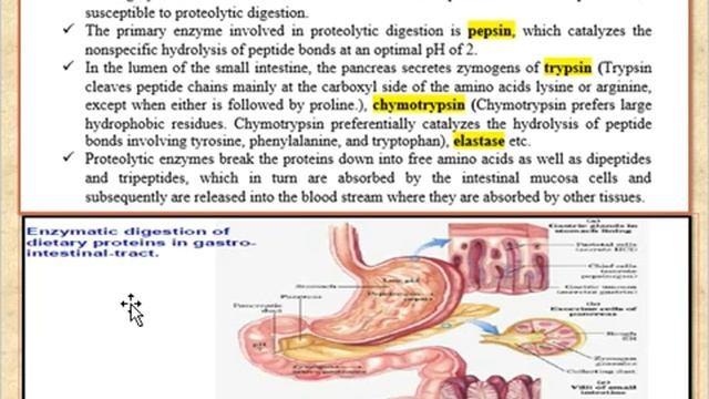 LEC Overview of amino acid & protein metabolism смотреть онлайн