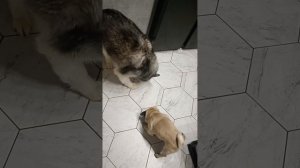 Магия собачьей утробы