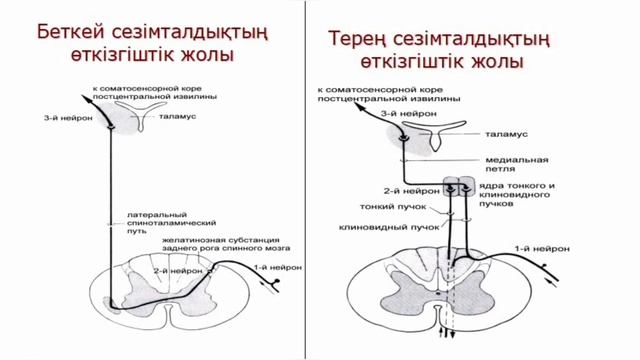 СЕЗІМТАЛДЫҚ. БЕТКЕЙ ЖӘНЕ МЕНШІКТІ СЕЗІМТАЛДЫҚТЫҢ ӨТКІЗГІШ ЖОЛДАРЫ . НЕВРОЛОГИЯ. смотреть онлайн