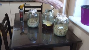 Размножение биопрепарата на основе гриба Боверия Басси на перловке в домашних условиях.#боверия