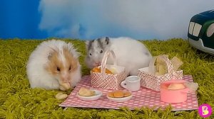 ХОМЯЧКИ поехали НА ПИКНИК, но что-то пошло не так