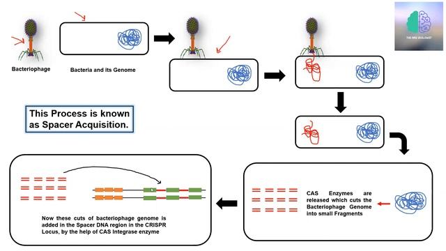 CRISPR CAS 9 Technique In Hindi CSIR NET #CRISPR #CAS #9 #Technique #In #Hindi #CSIR #NET #Bacteria смотреть онлайн