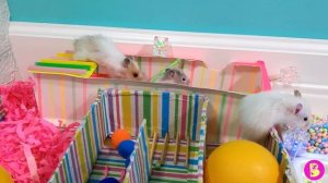 ОХ, УЖ ЭТИ ХОМЯЧКИ** ВИДЕО ПРО ДЕТОК в ЛАБИРИНТЕ