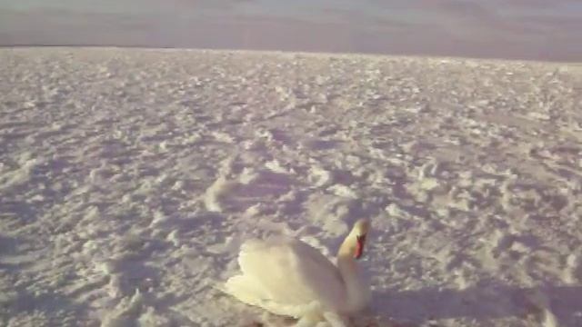 Лебеди возвращаются ближе к людям каждый день./ор./ смотреть онлайн