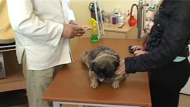 Vytautas Valčiukas - Normali šuns temperatūra смотреть онлайн
