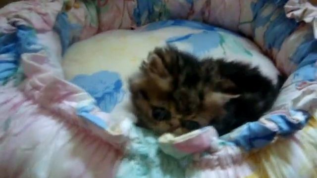 плаксик.MPG смотреть онлайн