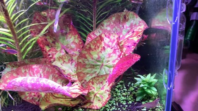 ニムファミクランサ水中葉　Nymphaea micrantha смотреть онлайн