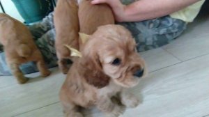 Щенки английского кокер спаниеля