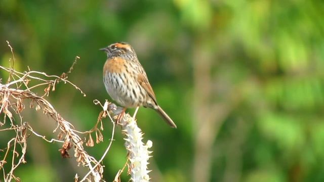 RUFOUS -BREASTED ACCENTOR.at Eaglenest wildlife sanctuary🫠🫠 смотреть онлайн