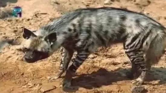 Земляной волк смотреть онлайн