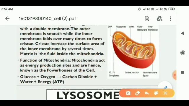 🎯TARGET CT/BEd/RI/AMIN 2021 || Cell Structure ll SCIENCE Class || CREATIVE ANANTA 🙏 смотреть онлайн