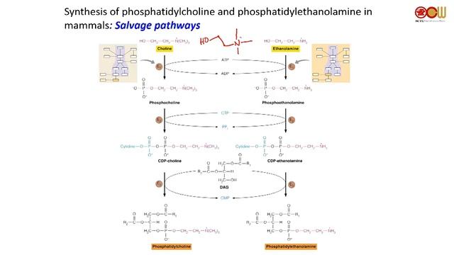 Lec 20 Membrane Lipids