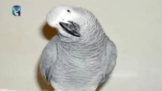 Жако смотреть онлайн