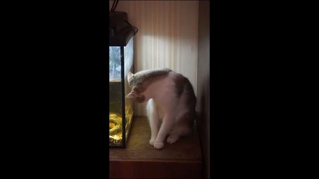 Maru смотреть онлайн