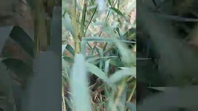 Братик приехал в гости к Братишке. смотреть онлайн