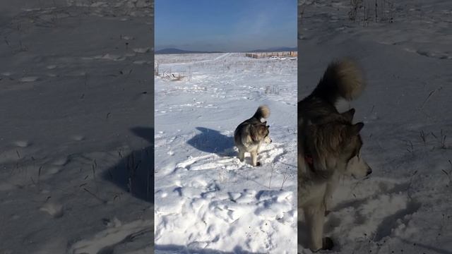 Охотник смотреть онлайн