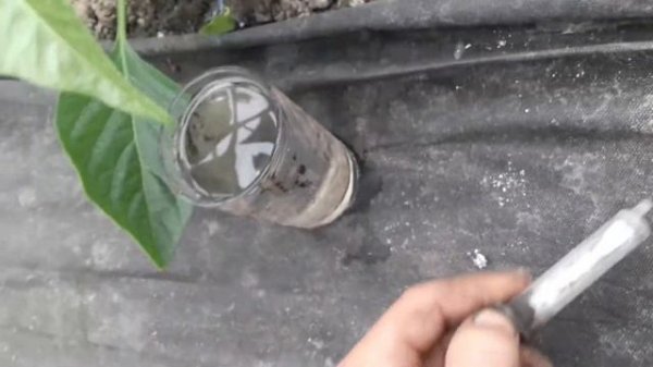 Черноножна на болгарском перце!!!лечение стебля