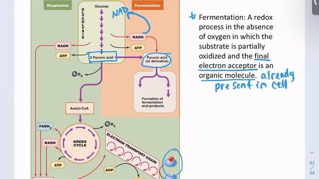 February 6 2023 Metabolism and Ch 10 genetics Leonard GVSU смотреть онлайн