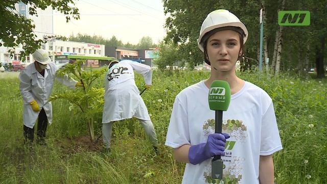 Ядовитое растение захватило Нижневартовск? смотреть онлайн