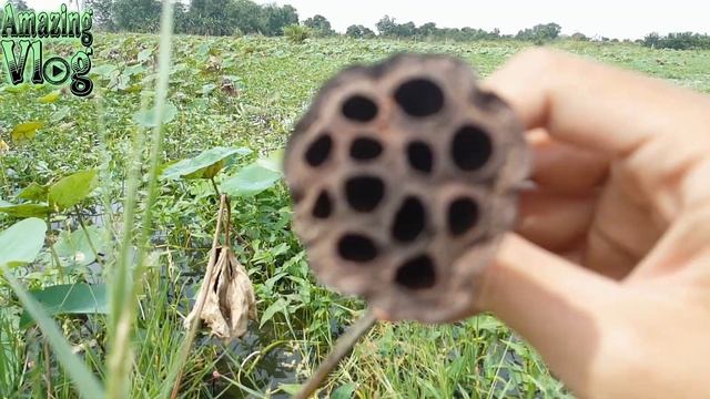 Trypophobia Test by Lotus Flower смотреть онлайн