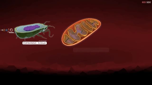 Cell And Molecular Size Comparison