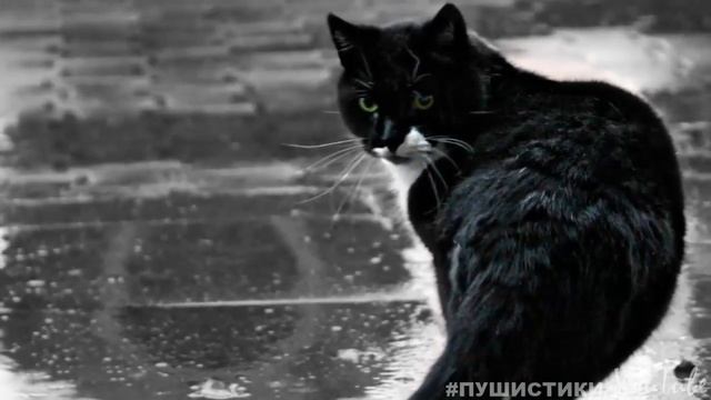 И никто не заметит, что КОТ тихо ПЛАЧЕТ, сидя в сквере под грустным осенним дождём... смотреть онлайн