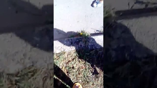 Я иду на пляж смотреть онлайн