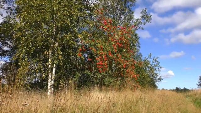 Виют витры, виют буйны смотреть онлайн