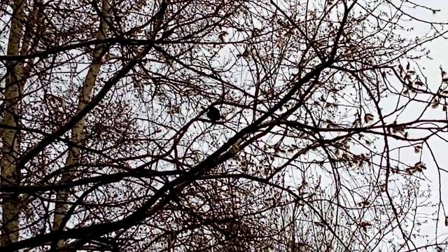 Весенние трели зяблика. Кемь.Spring trills of a finch. By Kem. смотреть онлайн