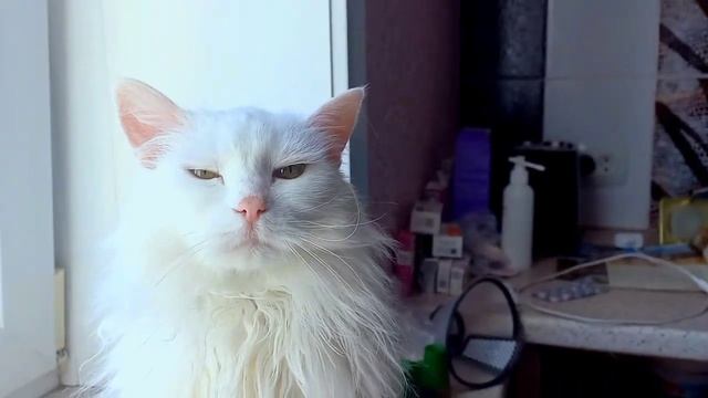 "Я кошечка Мур-муррр!" Кошечка Снежечка позирует для своего фешн-клипа..😻 смотреть онлайн