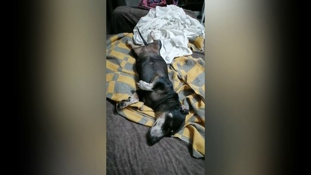 Танцуют все. Таксы.