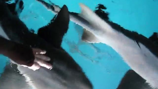 azimut trip snorkeling plane crash shark feeding deep sea hid light смотреть онлайн