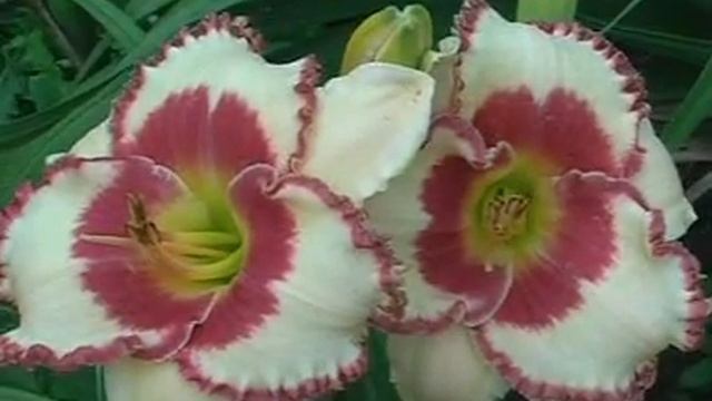 Лилейник Daylily AGELESS BEAUTY