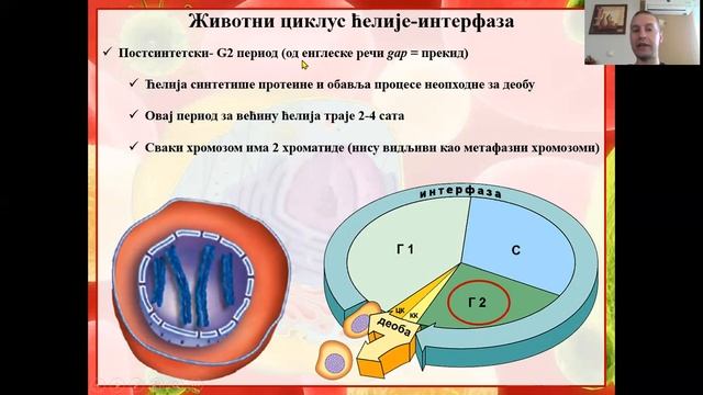 Životni ciklus ćelije - mitoza смотреть онлайн