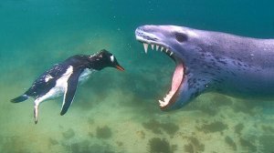 Это настоящий Антарктический Маньяк со зловещей улыбкой - МОРСКОЙ ЛЕОПАРД!