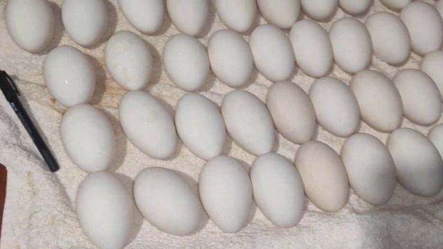 Инкубация Гусей день 1. Подготовка яиц смотреть онлайн
