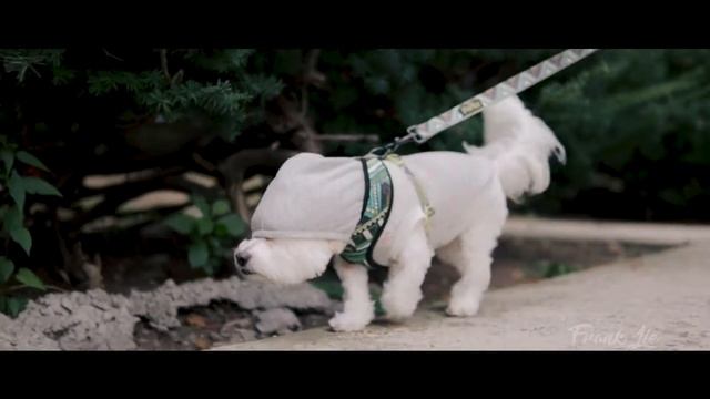 Maximus out on a walk. Sony A6500 Zhiyun Crane Sigma 30 mm f1.4 смотреть онлайн