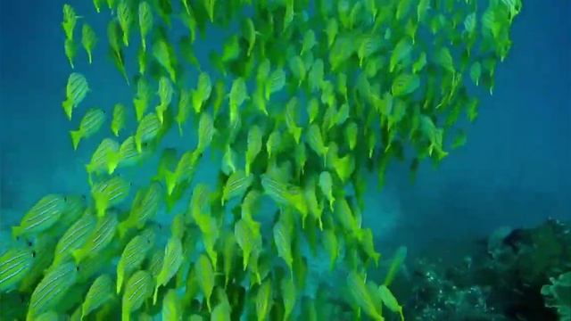 Dive into the underwater world of the Red Sea смотреть онлайн