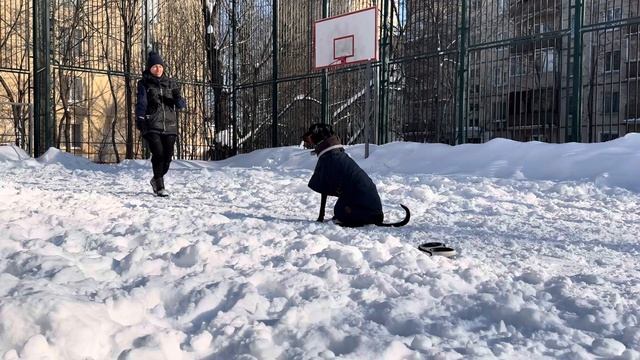 Вырабатываем концентрацию внимания добермана смотреть онлайн