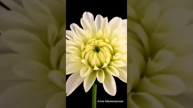 Жизнь🌱 #стихиожизни #тишина #свобода #вечность #душа #стихиМалиновская смотреть онлайн