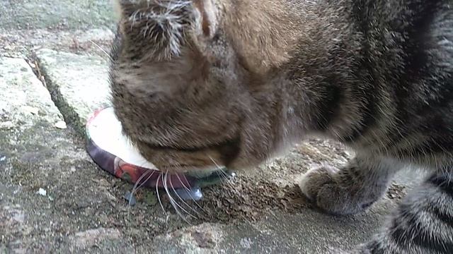 Кот вегетарианец смотреть онлайн