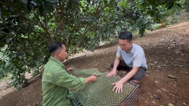 Many customers come to Jhony's farm to buy wild pigs and chickens in large quantities смотреть онлайн