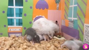 МАЛЕНЬКИЕ ДЕТКИ ХОМЯЧКИ***ОДИН ДЕНЬ МАМЫ БЛОГЕРА