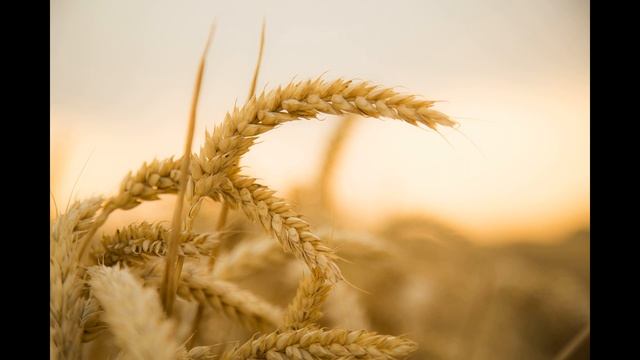 Цельное зерно, Колоректальный рак, Клетчатка смотреть онлайн
